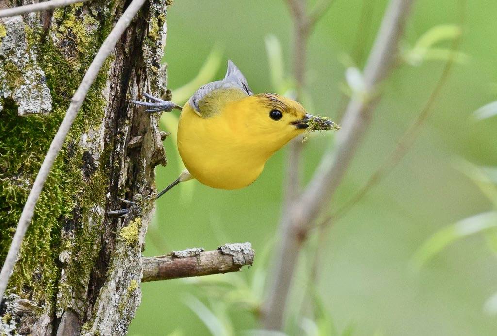 92 Prothonotary Warbler (additional crop from original) by Wildreturn is licensed under CC BY 2.0